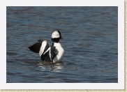 DSC_5043 Buffleheads * 774 x 536 * (125KB)